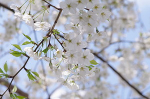 こちらも７分咲きくらいです