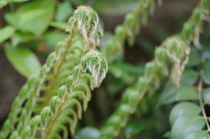 怪獣とは失敬な